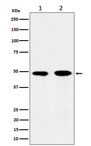 WB - Anti-eIF3e Rabbit Monoclonal Antibody ABO15937